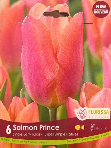 Florissa Tulip Salmon Prince