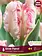 Florissa Tulip Silver Parrot