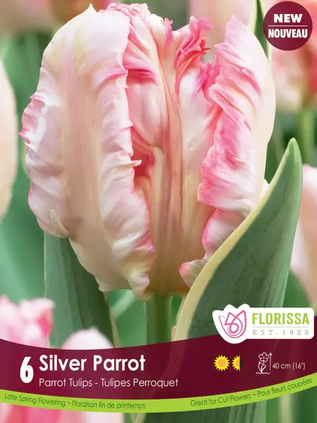 Florissa Tulip Silver Parrot