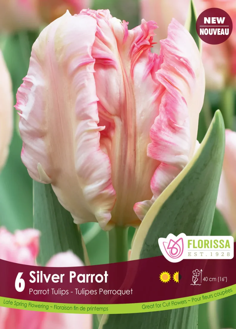Florissa Tulip Silver Parrot