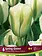 Florissa Tulip Spring Green