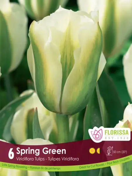 Florissa Tulip Spring Green