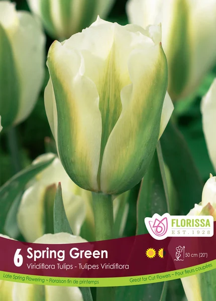 Florissa Tulip Spring Green
