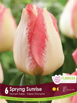 Florissa Tulip Spryng Sunrise