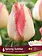 Florissa Tulip Spryng Sunrise