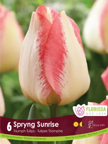 Florissa Tulip Spryng Sunrise