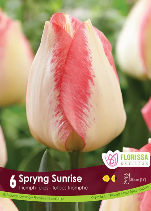 Florissa Tulip Spryng Sunrise