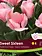 Florissa Tulip Sweet Sixteen