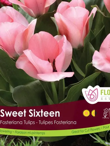 Florissa Tulip Sweet Sixteen