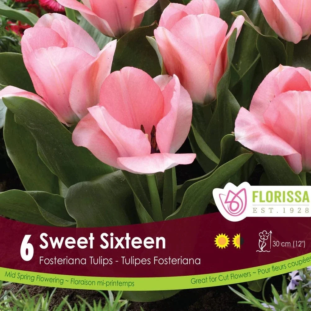 Florissa Tulip Sweet Sixteen