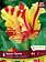 Florissa Tulip Texas Flame