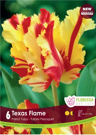 Florissa Tulip Texas Flame