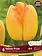 Florissa Tulip Yellow Pride
