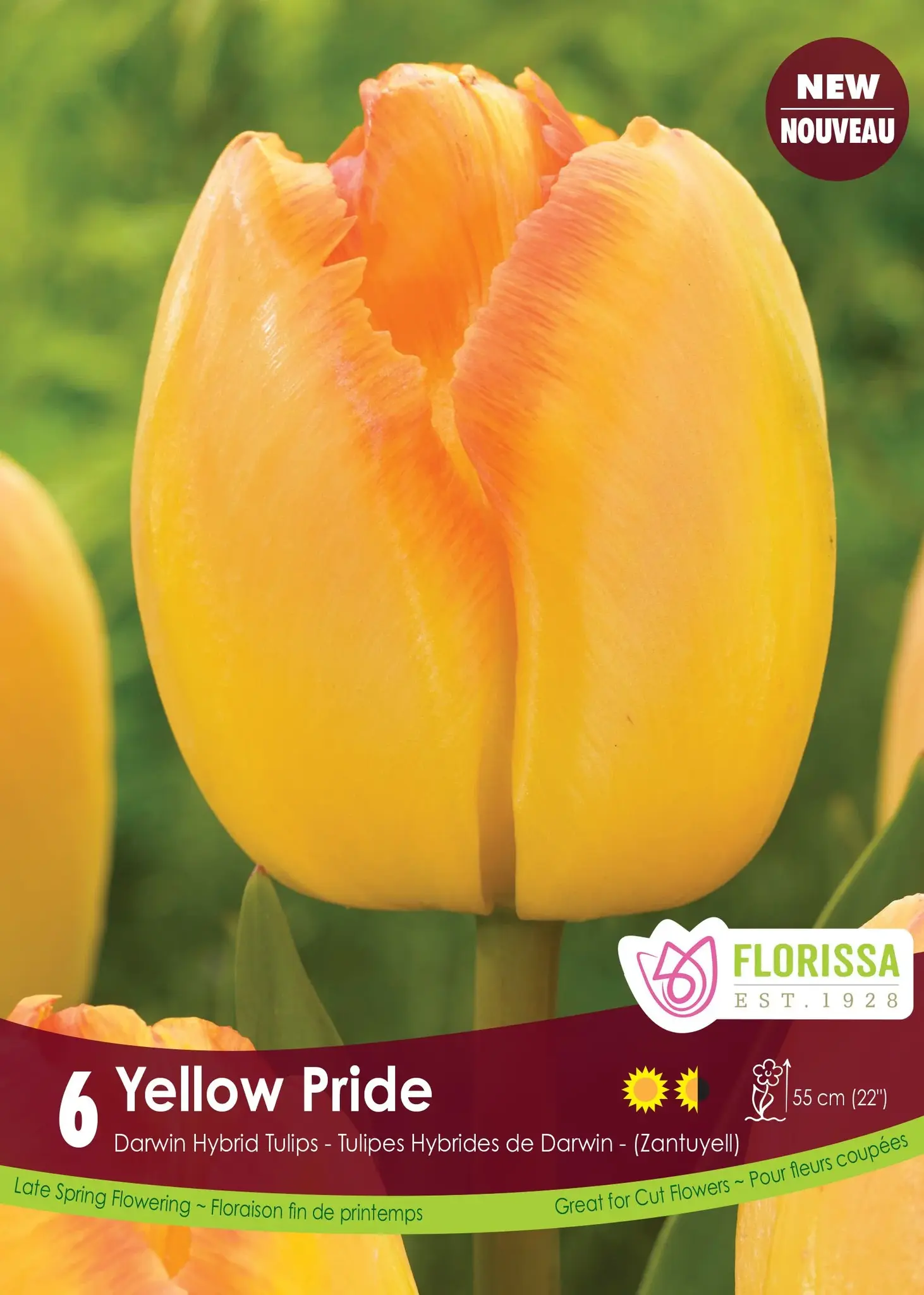Florissa Tulip Yellow Pride