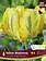 Florissa Tulip Yellow Madonna