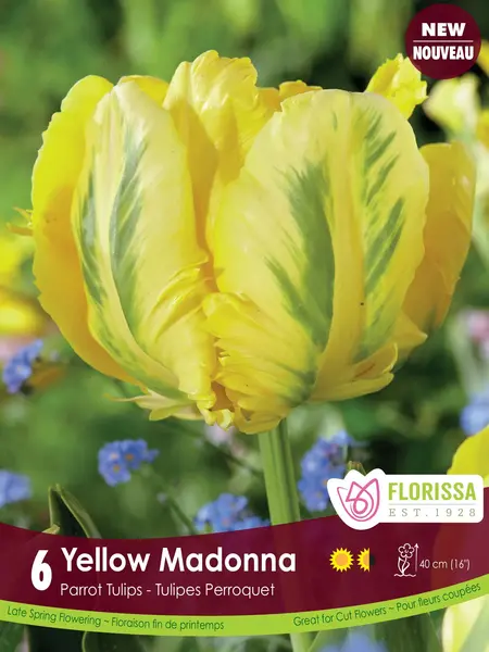 Florissa Tulip Yellow Madonna