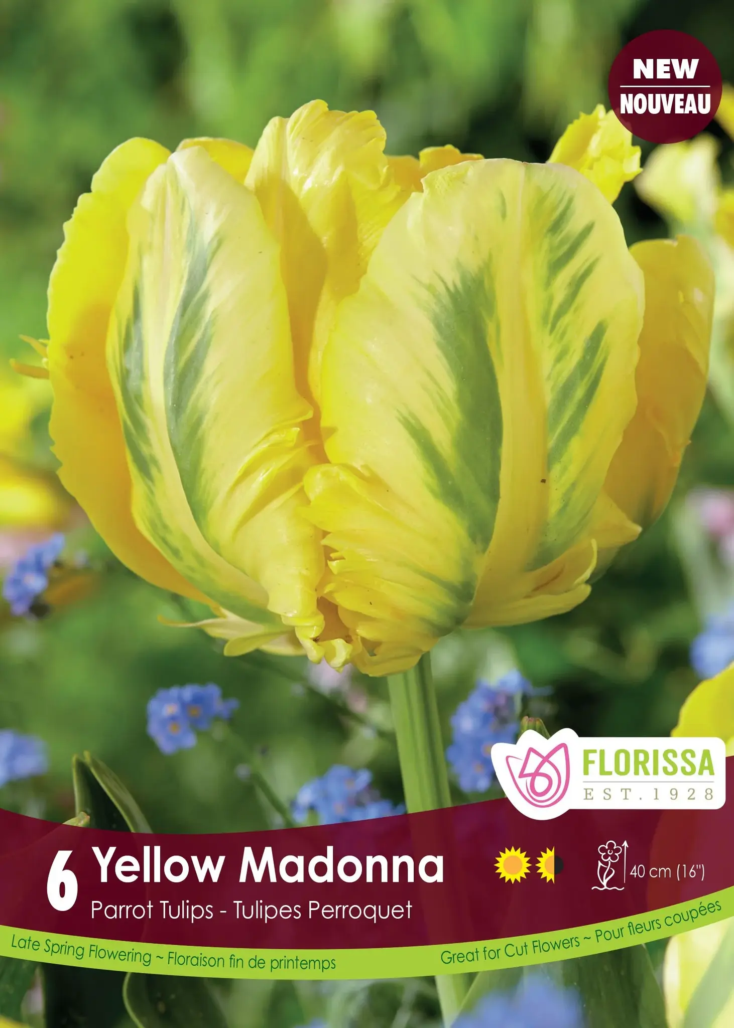 Florissa Tulip Yellow Madonna