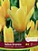 Florissa Tulip Yellow Empress