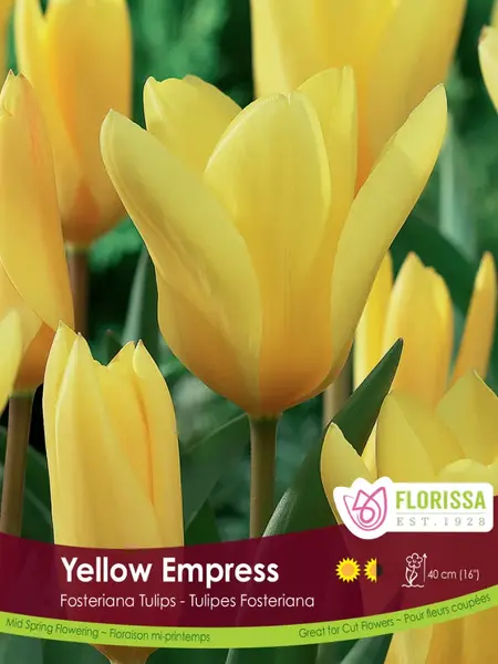 Florissa Tulip Yellow Empress