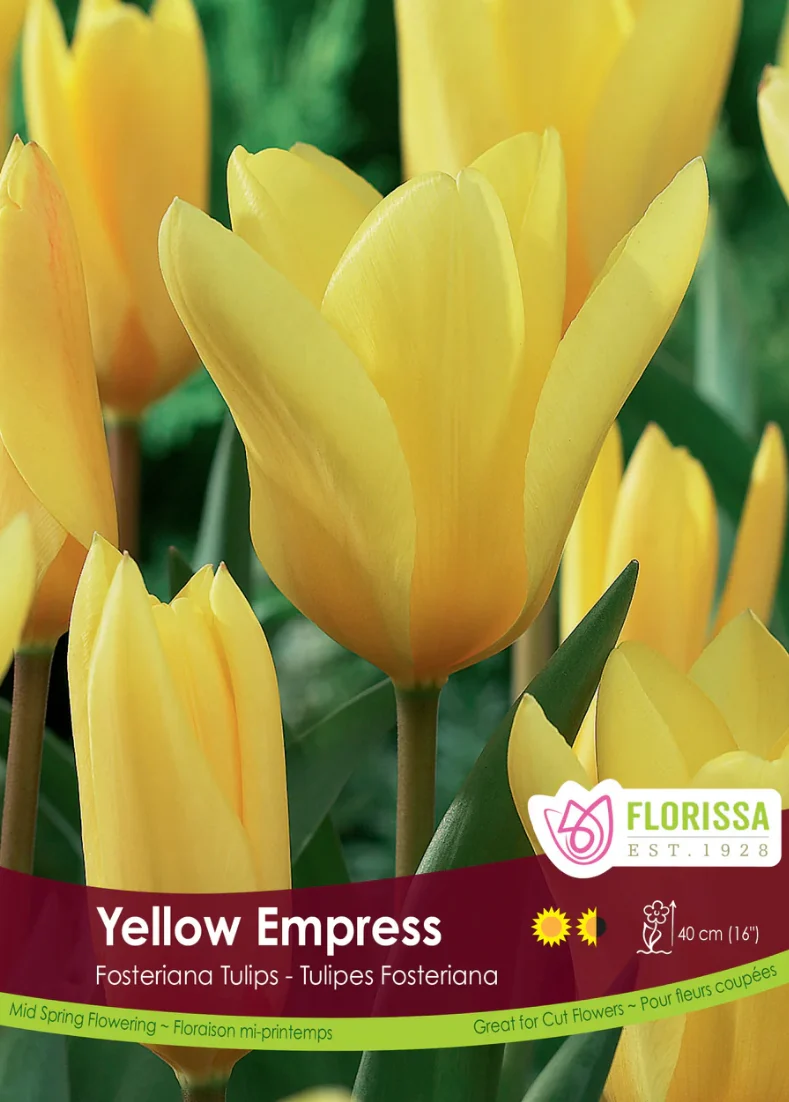 Florissa Tulip Yellow Empress