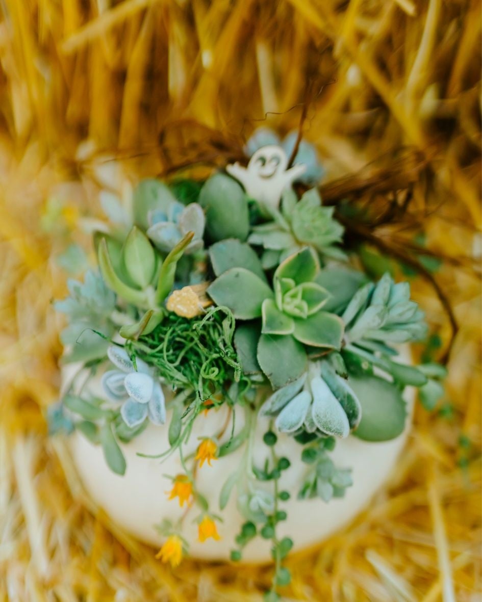 Dutch Growers Succulent Pumpkin Make & Take Workshop