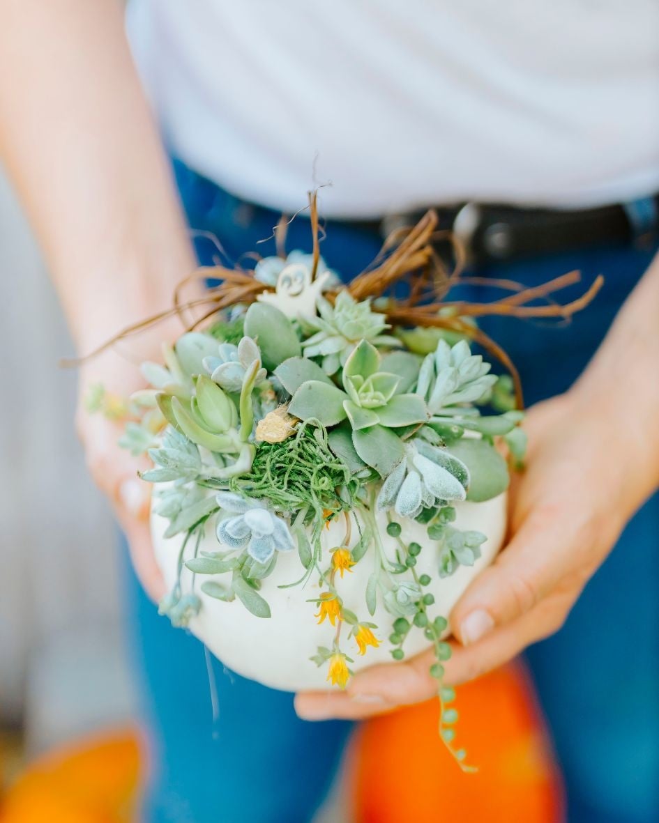 Dutch Growers Succulent Pumpkin Make & Take Workshop