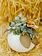 Dutch Growers Succulent Pumpkin Make & Take Workshop