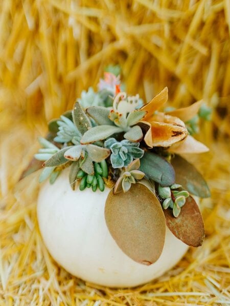 Dutch Growers Succulent Pumpkin Make & Take Workshop