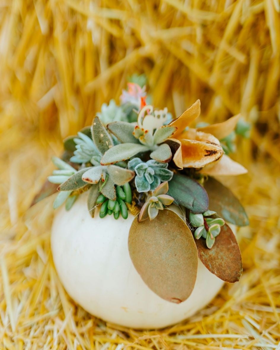 Dutch Growers Succulent Pumpkin Make & Take Workshop