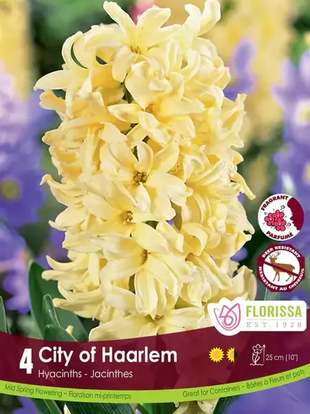 Florissa Hyacinth City Of Harlem
