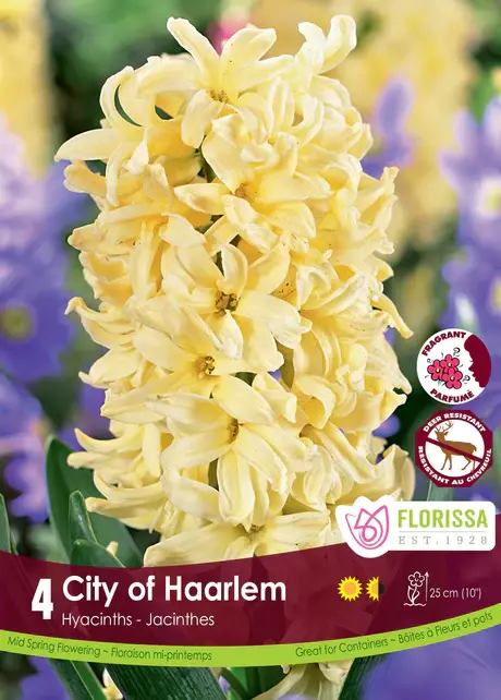 Florissa Hyacinth City Of Harlem