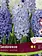 Florissa Hyacinth Companion Seabreeze