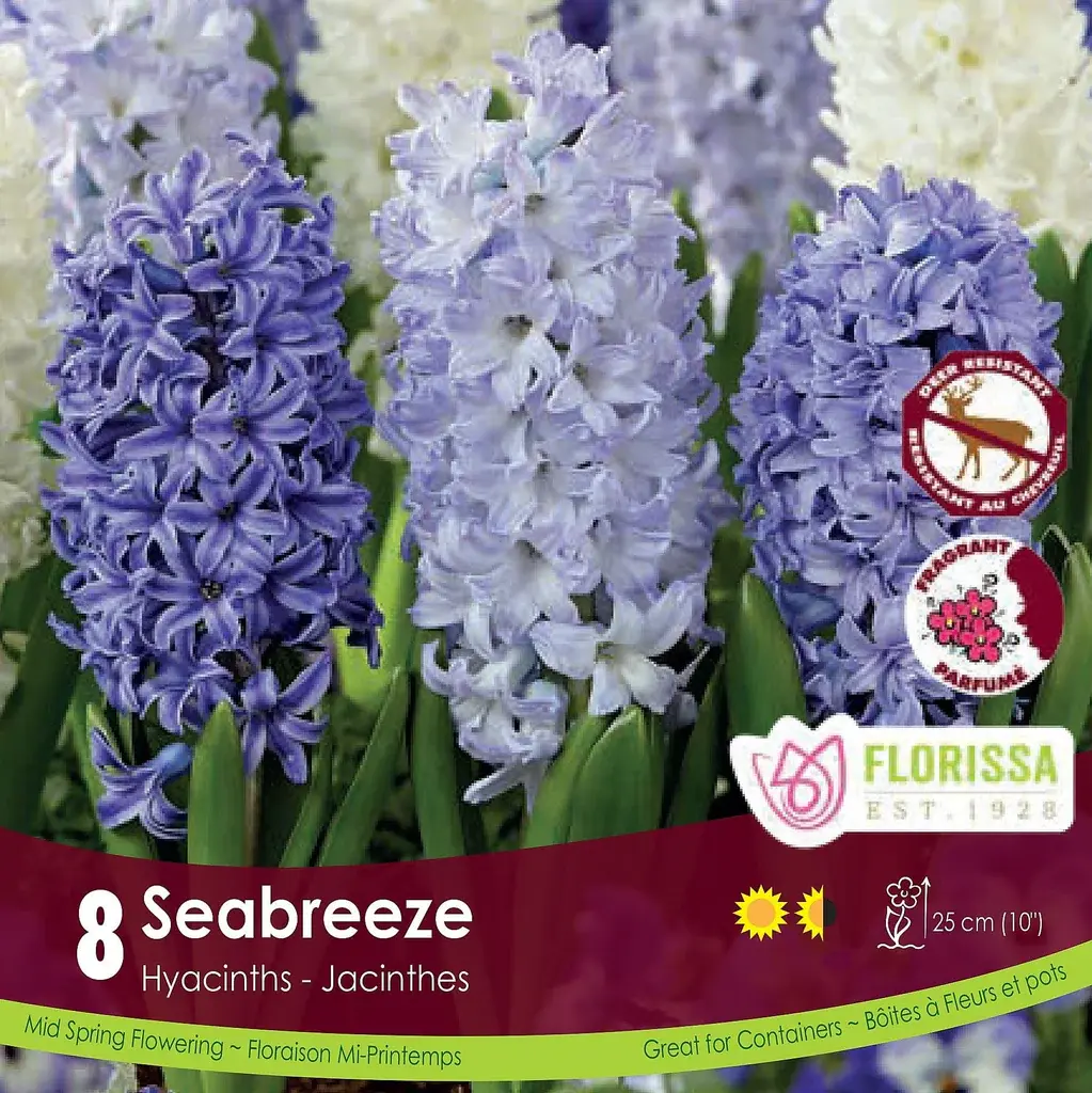 Florissa Hyacinth Companion Seabreeze