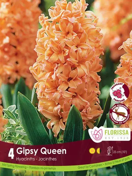 Florissa Hyacinth Gispy Queen