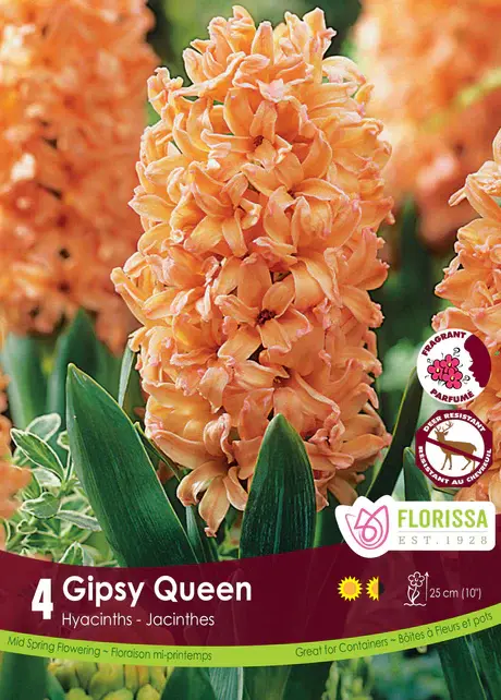 Florissa Hyacinth Gispy Queen
