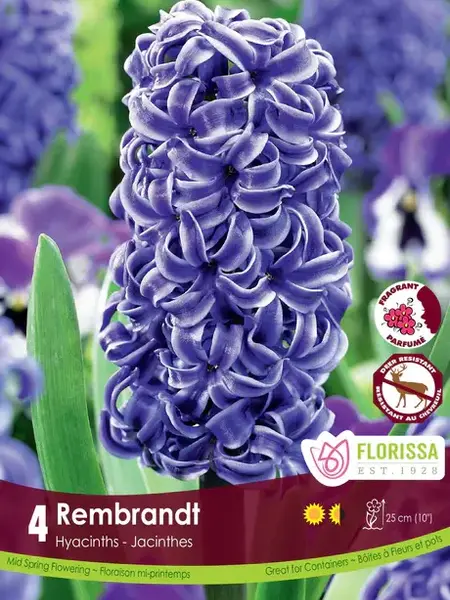 Hyacinth Rembrandt