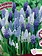 Colourful Companions Muscari Magic Carpet Ride