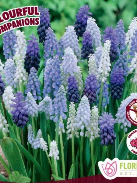 Colourful Companions Muscari Magic Carpet Ride