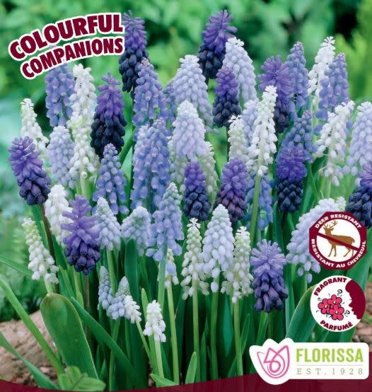Colourful Companions Muscari Magic Carpet Ride