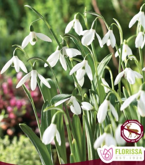 Snowdrops Galanthus Woronownii