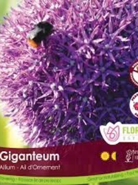Florissa Allium Giganteum