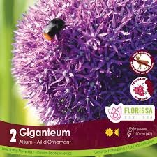 Florissa Allium Giganteum