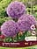 Florissa Allium Party Balloons