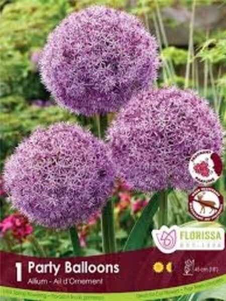 Florissa Allium Party Balloons