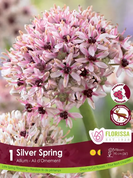 Florissa Allium Silverspring