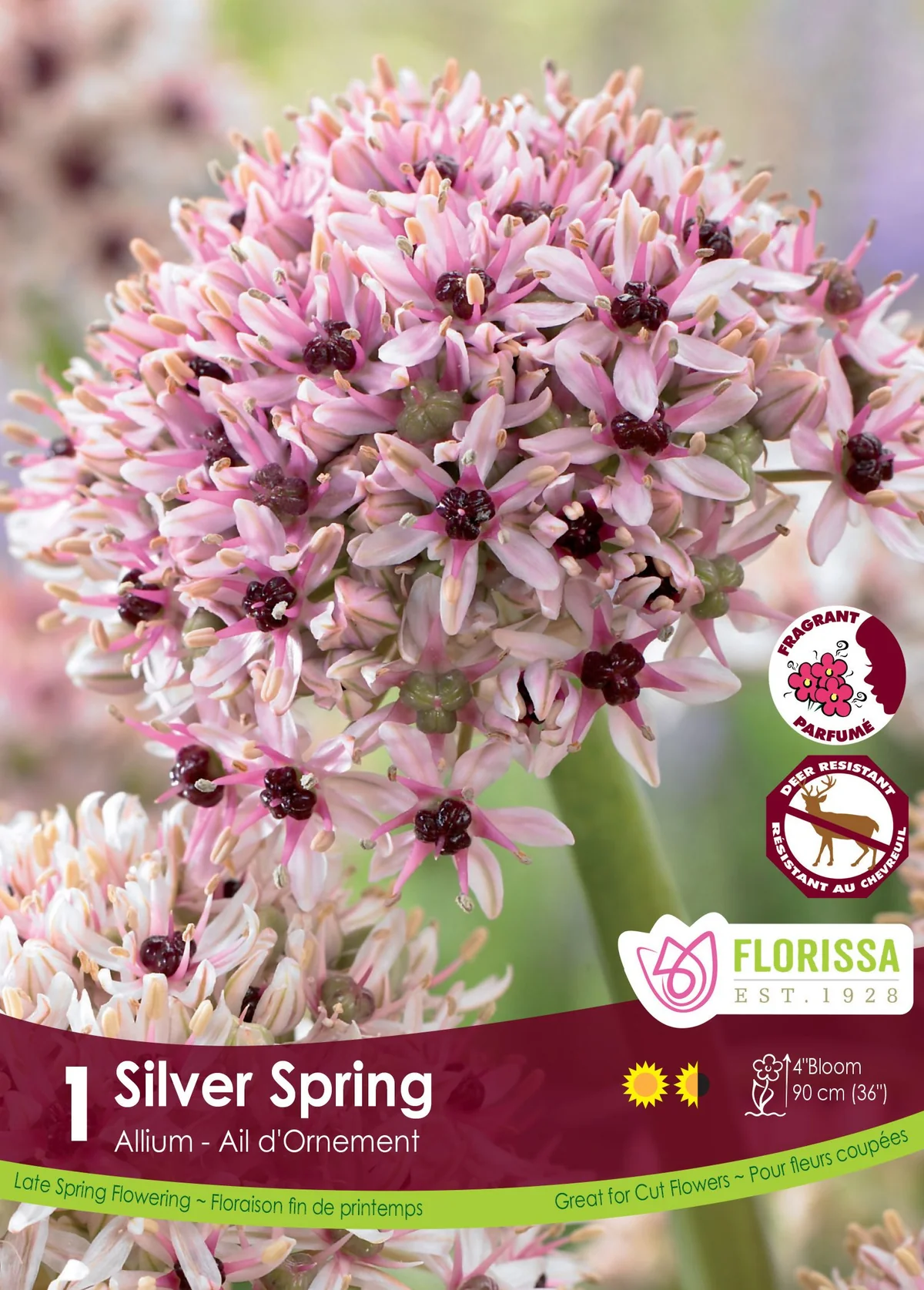 Florissa Allium Silverspring