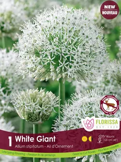 Florissa Allium White Giant