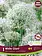 Florissa Allium White Giant