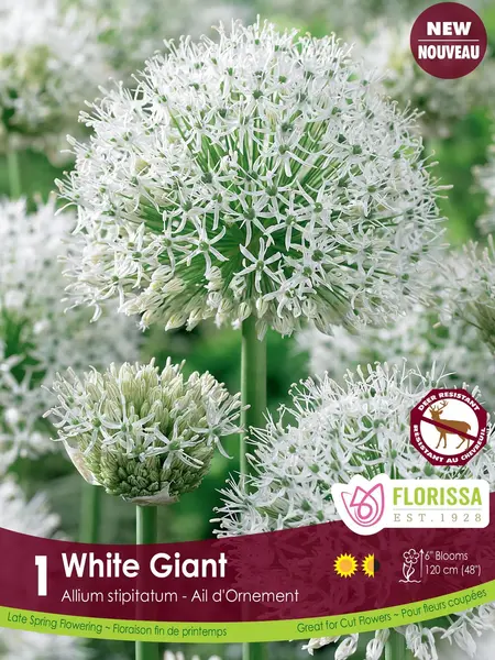 Florissa Allium White Giant