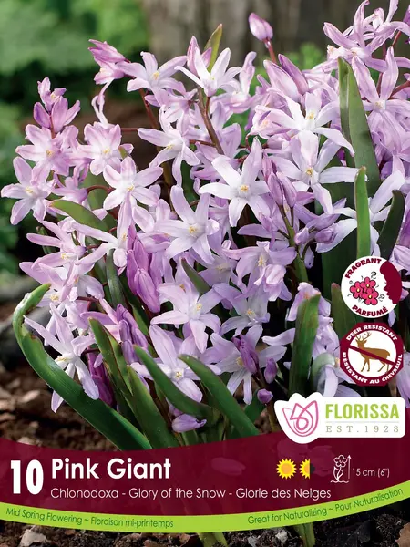 Florissa Chionodoxa Pink Giant